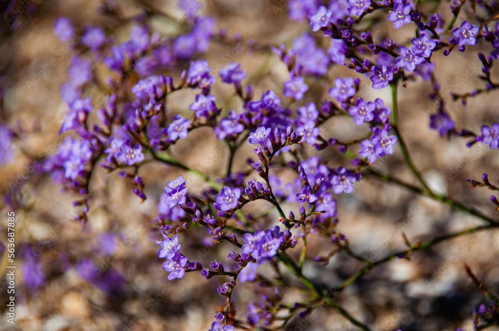 Obraz premium Plant with small purple close-ups. Sea lavender limonium insignis