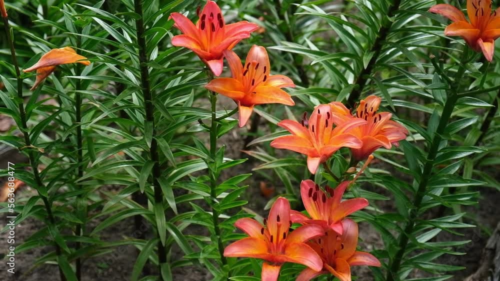Flowers composition for Valentine's, Mother's or Women's Day. Valentines day concept. Close-up. Beautiful Coral Colored Lily in the Garden. Amaryllis. Flowerbed. Bouquet of Flowers Growing in the Yard Flowers composition for Valentine's, Mother's or Women's Day. Valentines day concept. Close-up. Beautiful Coral Colored Lily in the Garden. Amaryllis. Flowerbed. Bouquet of Flowers Growing in the Yard