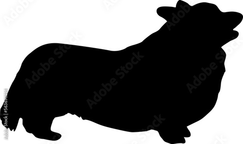 Welsh Corgi dog black silhouette on white background