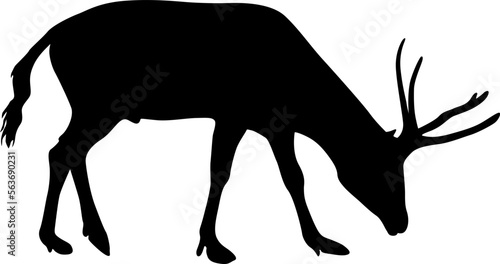 Murais de parede Silhouette deer with great antler on white background