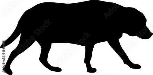 Labrador dog black silhouette on white background.
