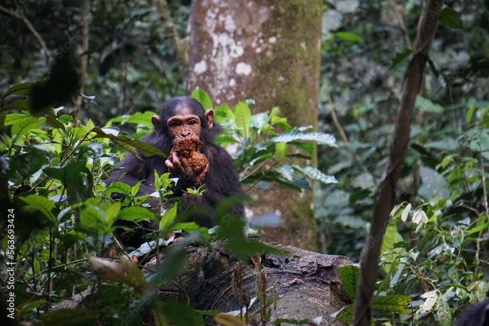 Schimpanse im Kibale Forest, Uganda