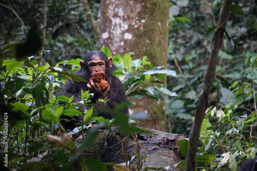 Schimpanse im Kibale Forest, Uganda © Michel Pretzsch