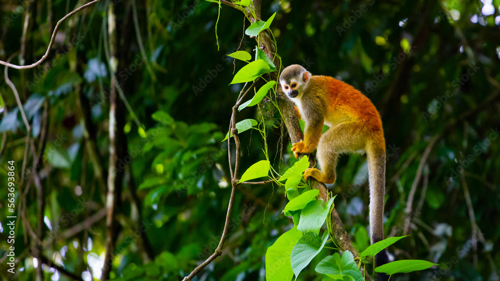 A beautiful cute orange furry Central American squirrel monkey climbing a tree spotted in Quepos near Manuel Antonio Park, Costa Rica