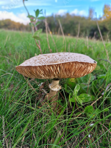 Toadstool in the meadow among the grass. Poisonous mushroom.