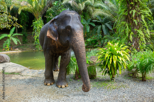 Elephant in the jungle close up. Elephant walking in Thailand.