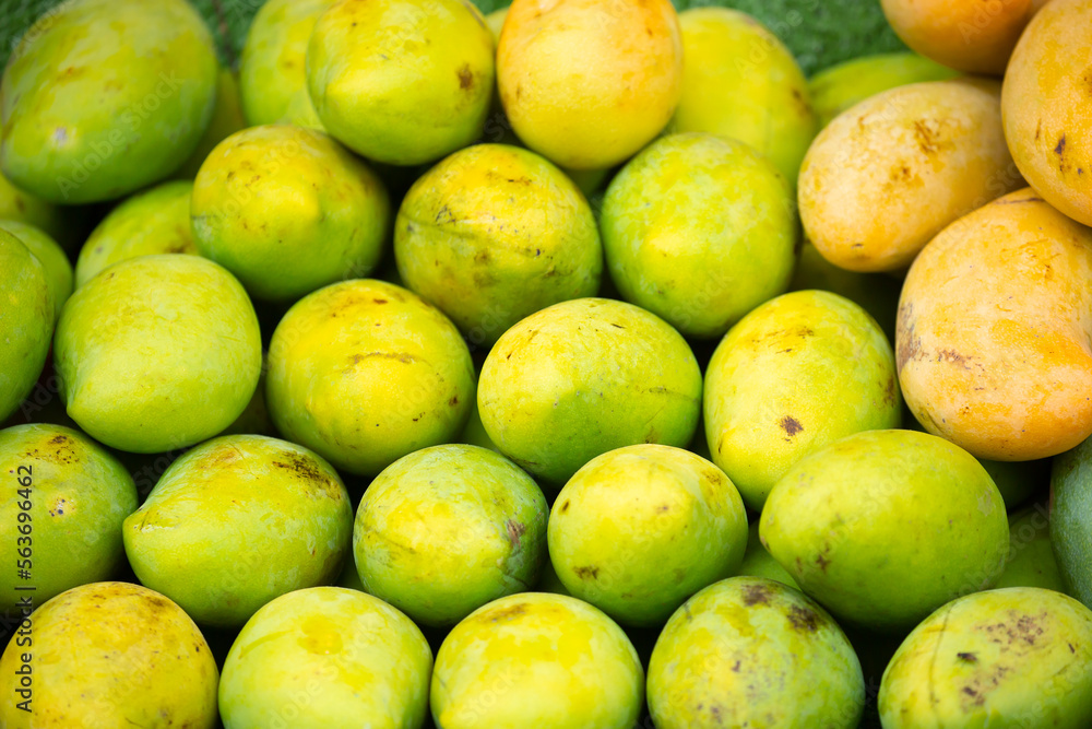 Mango close-up as a background. Tropical fruit mango bunch. Mango close-up as a background. Tropical fruit mango bunch.