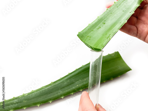 Aloe vera, hand and test tube isolated on white background. Set of aloe vera, hand and test tube for laboratory.