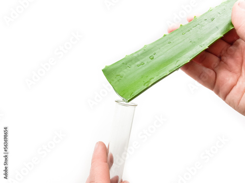Aloe vera, hand and test tube isolated on white background. Set of aloe vera, hand and test tube for laboratory.