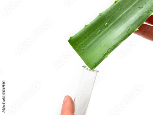 Aloe vera, hand and test tube isolated on white background. Set of aloe vera, hand and test tube for laboratory.