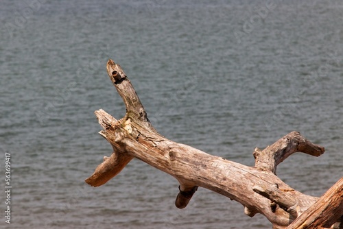 A log over water, focus on the foreground.