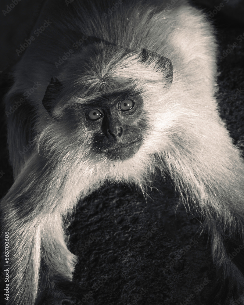 Obraz premium Indian Monkeys Langoor