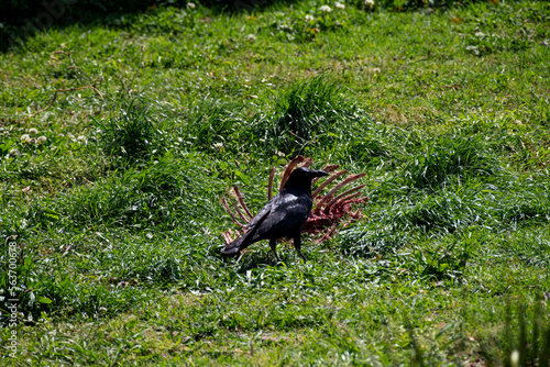 Australian Raven (Corvus coronoides)