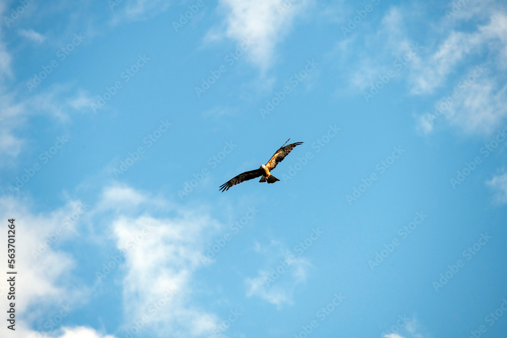 Black Kite (Milvus migrans)