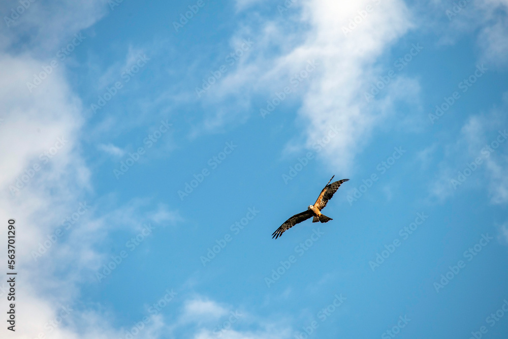 Fototapeta premium Black Kite (Milvus migrans)
