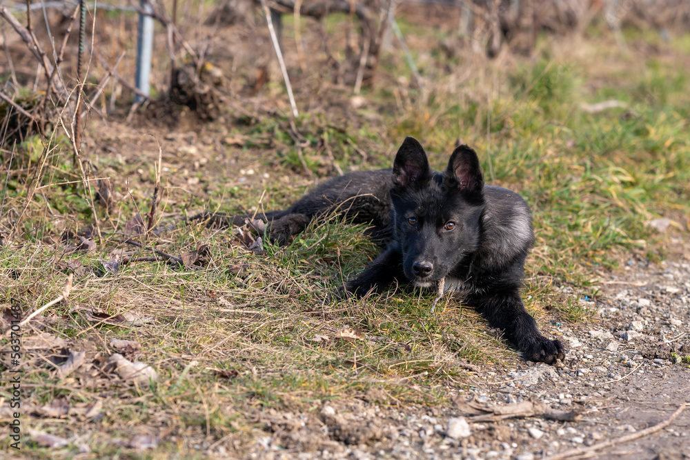 jeune chien noir argenté couché lors d'une promenade en extérieur ! jeune chien noir argenté couché lors d'une promenade en extérieur !