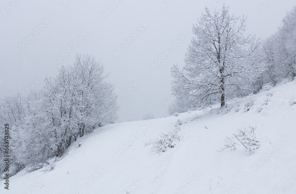 paysage hivernal avec arbres recouverts de neige paysage hivernal avec arbres recouverts de neige