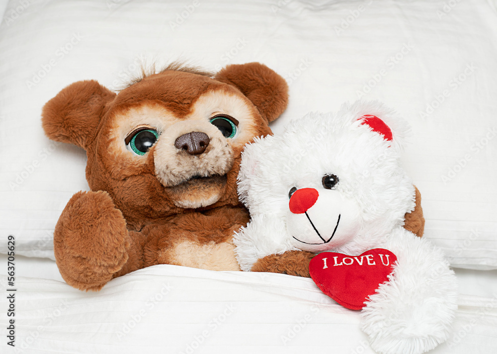 Valentine's day concept. Love. Two funny brown and white teddy bears with a red heart lie in bed on a white bed and hug.