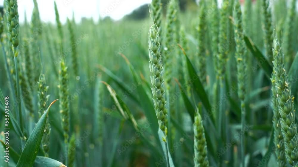 Green wheat field under light rain Green wheat field under light rain