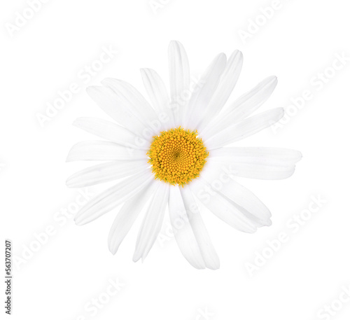 Daisy  Marguerite  isolated on white