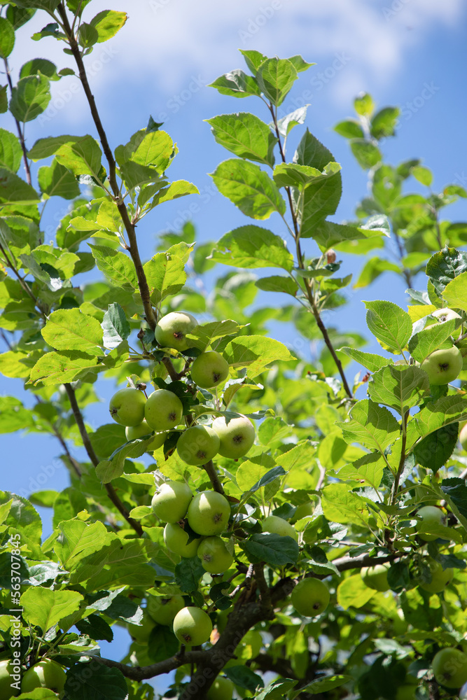 green branches of an apple tree with unripe fruits against a blue sky