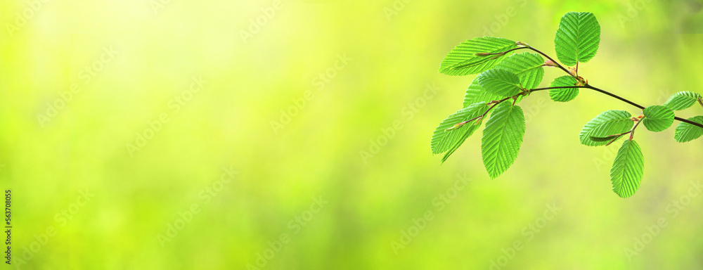 Spring background, horizontal banner - view of the beech leaves on the branch in the forest on a sunny day, close up, with space for text Spring background, horizontal banner - view of the beech leaves on the branch in the forest on a sunny day, close up, with space for text
