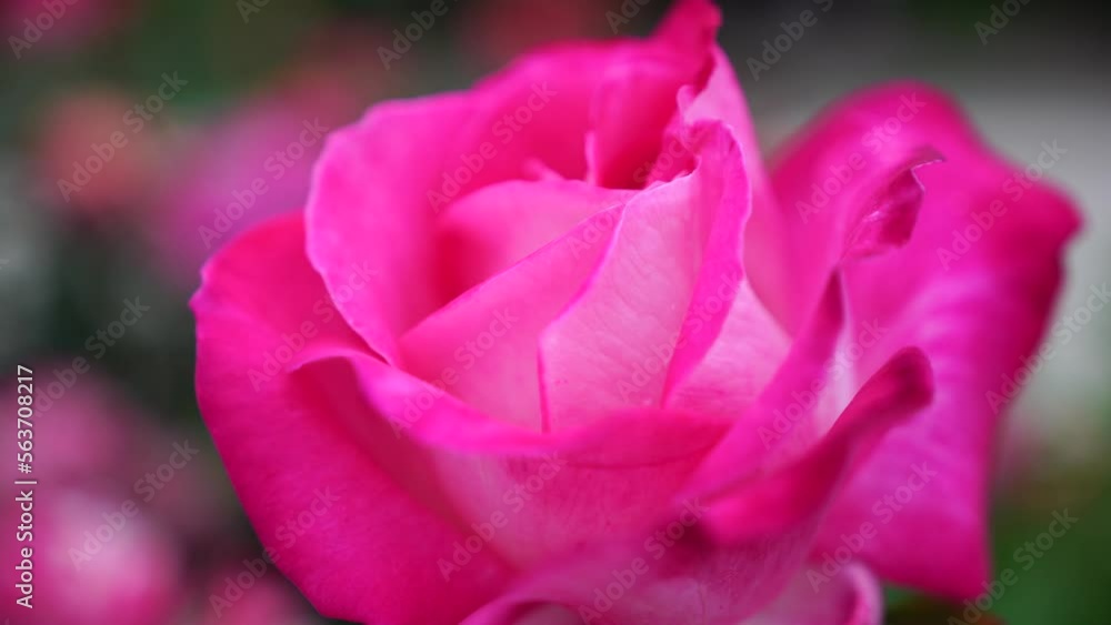 Pink Rose and Rosebuds in Garden, Close Up, Selective Focus. Rose blooms on a background of green leaves. Summer flower. Natural background. Pink Rose and Rosebuds in Garden, Close Up, Selective Focus. Rose blooms on a background of green leaves. Summer flower. Natural background.