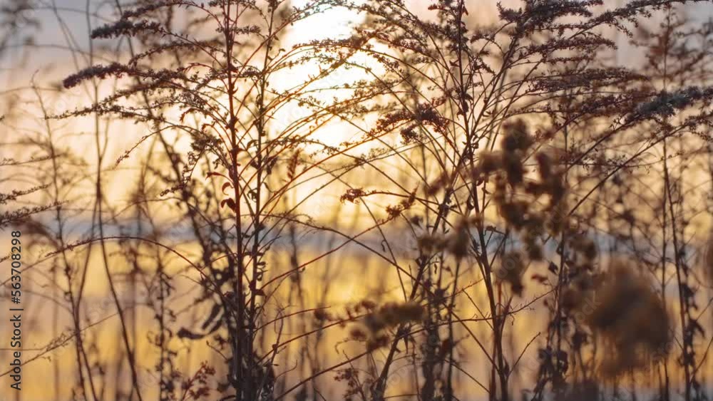 Beautiful spring tall dry grass flower swaying by blowing wind outdoors at sunset. Conservation and nature protection, ecosystem saving Beautiful spring tall dry grass flower swaying by blowing wind outdoors at sunset. Conservation and nature protection, ecosystem saving