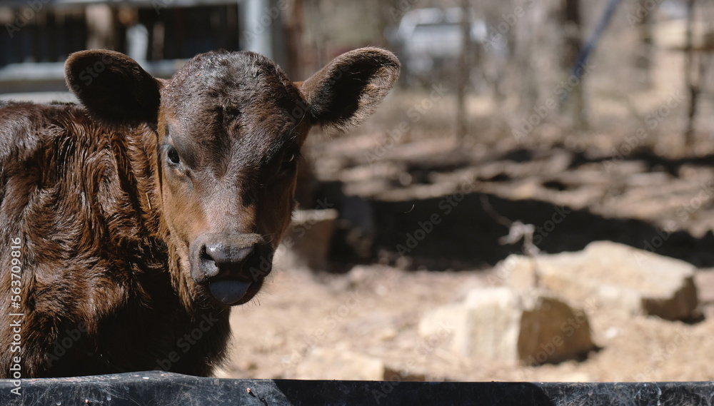 Fototapeta premium Calf face closeup looking at camera outdoors on farm with copy space on blurred winter background.