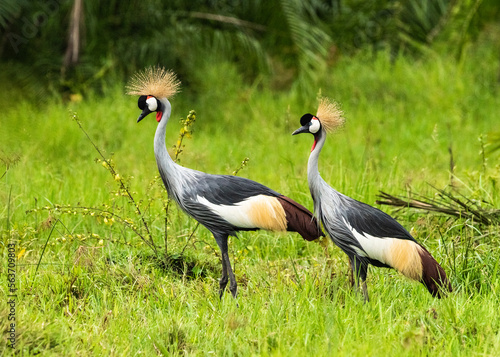 A Couple of Grey Crowned Cranes in Nakaseke Uganda