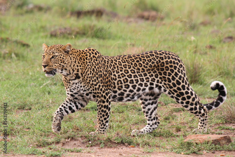 Leopard walking down a rocky hill slope with one paw raised Leopard walking down a rocky hill slope with one paw raised
