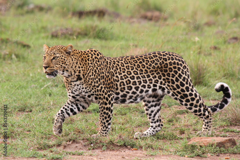 Leopard walking down a rocky hill slope with one paw raised