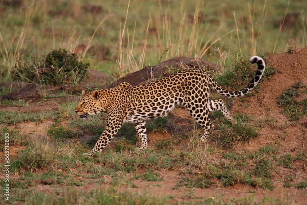 Fototapeta premium Leopard walking down a rocky hill slope with one paw raised