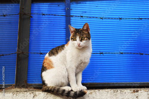 Portraits of undomestic cat in front of blue backgraund photo