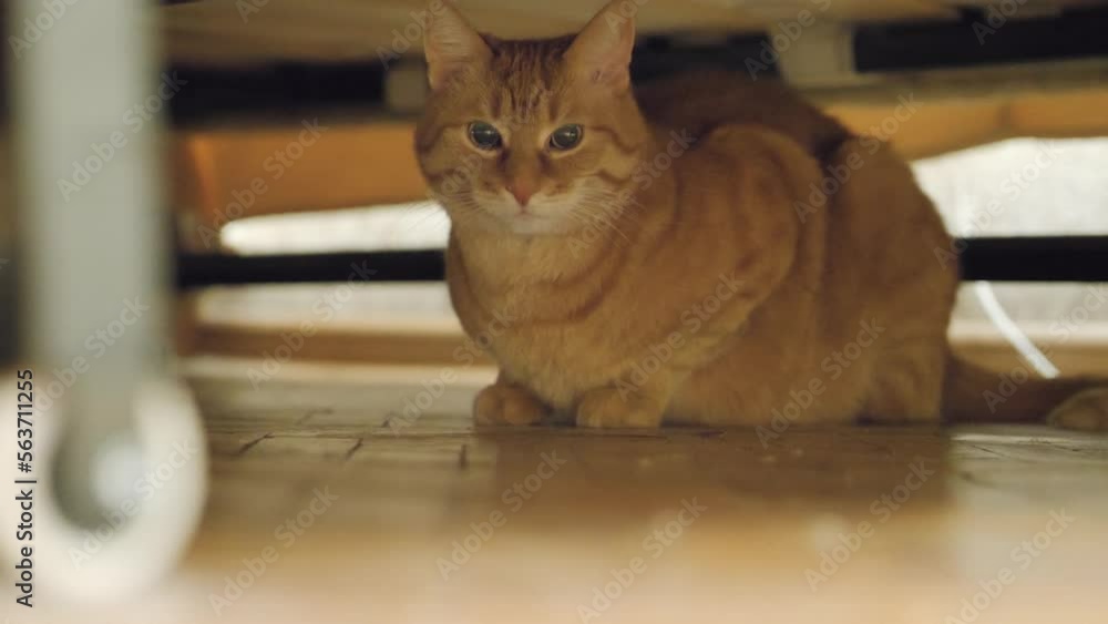 Scared ginger cat is hiding under couch. Frightened pet stares