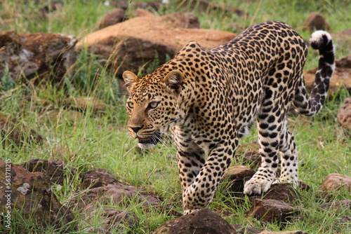 Leopard walking down a rocky hill slope with one paw raised