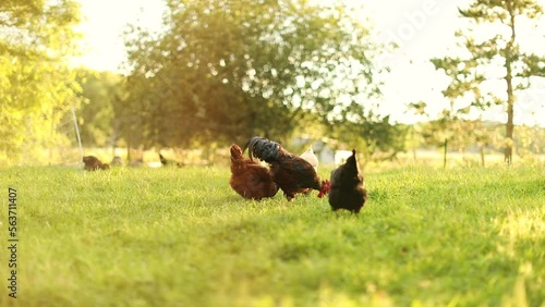 Wallpaper Mural Heritage chickens and laying hens on a small farm in Ontario, Canada. Small scale poultry farming in North America. Torontodigital.ca
