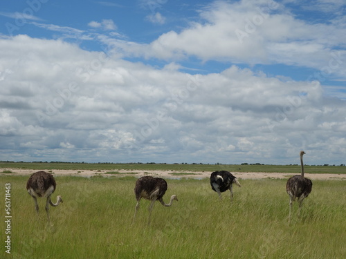Ostrich Strauß Namibia Wildlife