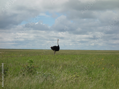 Strauß Ostrich Namibia wildlife