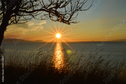 Wallpaper Mural ocean sunset with tree silhouette Torontodigital.ca