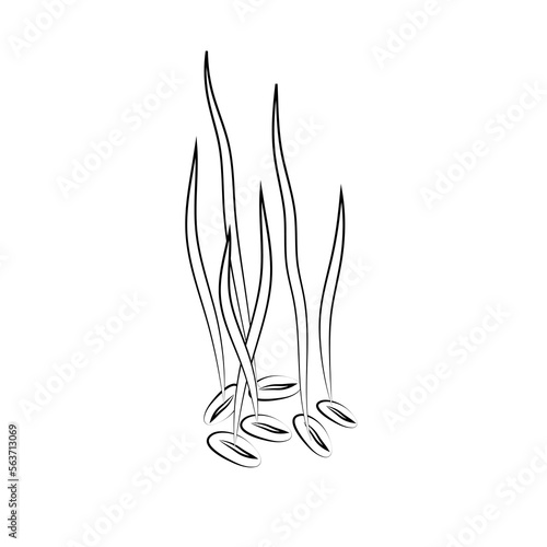 Sprouted wheat seeds. Germinated wheat icon sign. Plant illustration