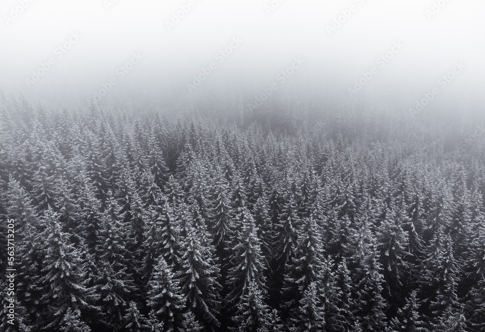 Aerial image of beautiful and peaceful misty forest in winter. Snow covered pine trees in mountain forest with foggy atmosphere - photo by drone. Aerial image of beautiful and peaceful misty forest in winter. Snow covered pine trees in mountain forest with foggy atmosphere - photo by drone.