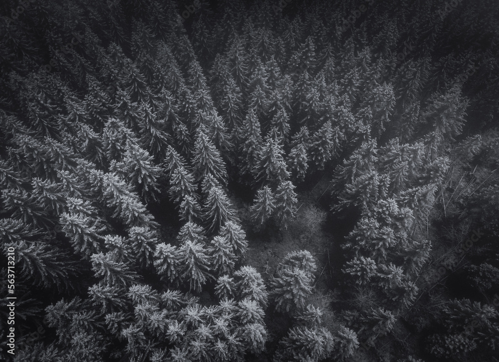 Aerial image of beautiful and peaceful dark forest in winter. Snow covered pine trees in mountain forest with moody atmosphere - photo by drone.