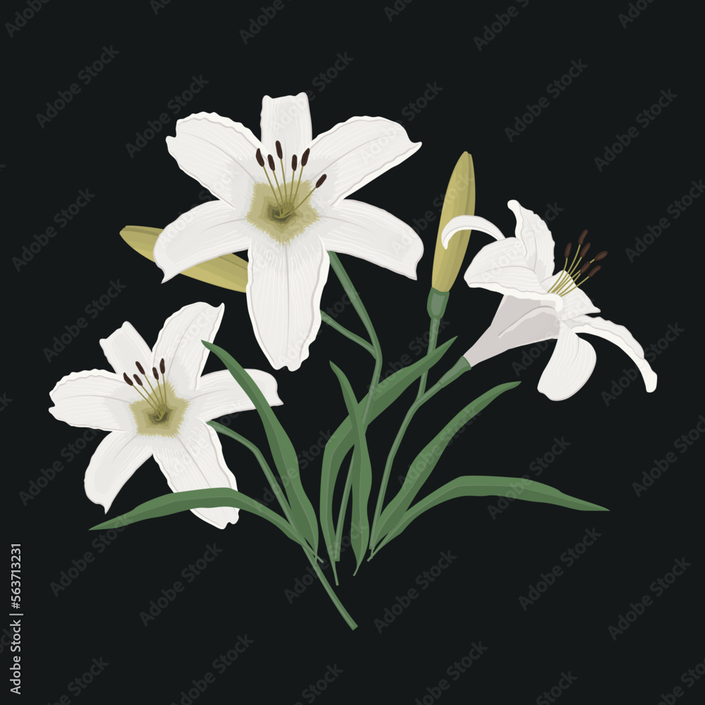 White lilies with buds and green leaves on black background. Summer flowers. Vector illustration White lilies with buds and green leaves on black background. Summer flowers. Vector illustration