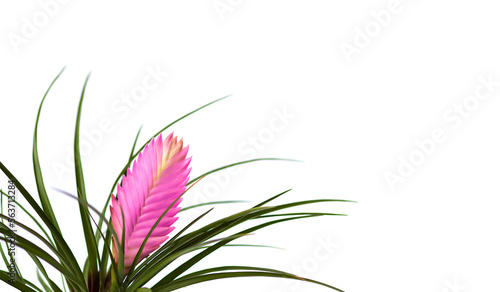 Fotografija Blooming pink flower or Tillandsia cyanea house plant.