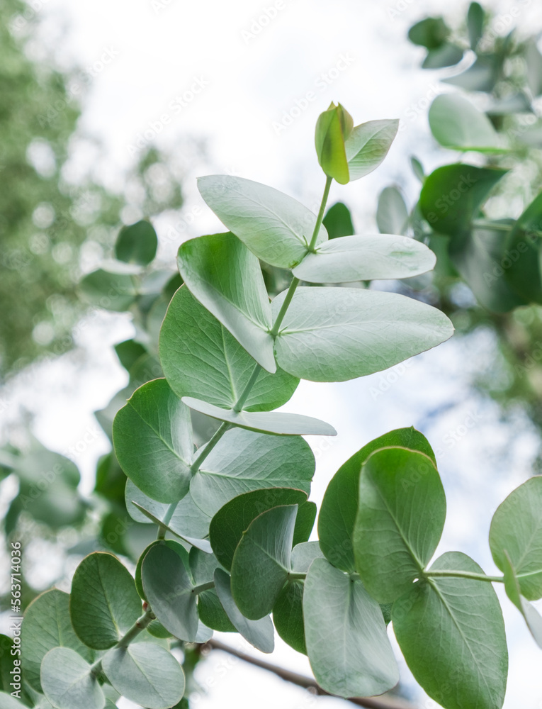 Obraz premium Close-up of Eucalyptus plant outdoors. Evergreen silver dollar gum leaves and branch. Grow and care in garden