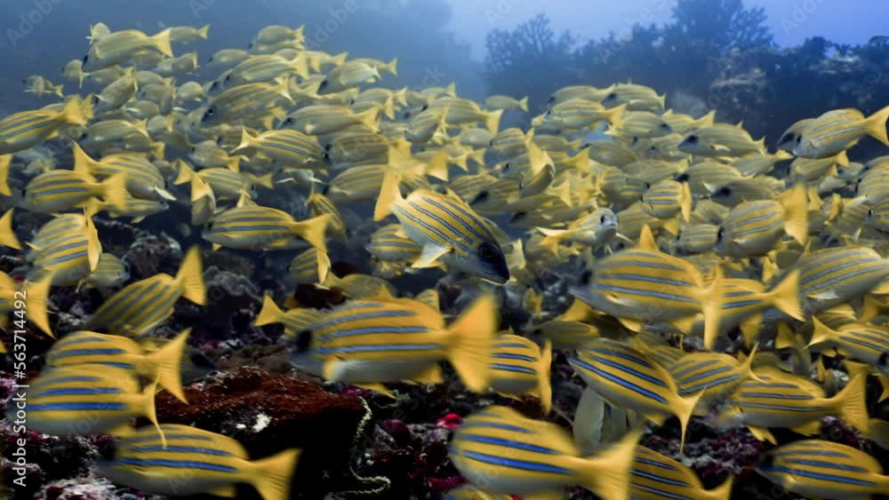 2022 November - yellow snappers 4 - Scuba Diving - 8k 422 10Bits 24p