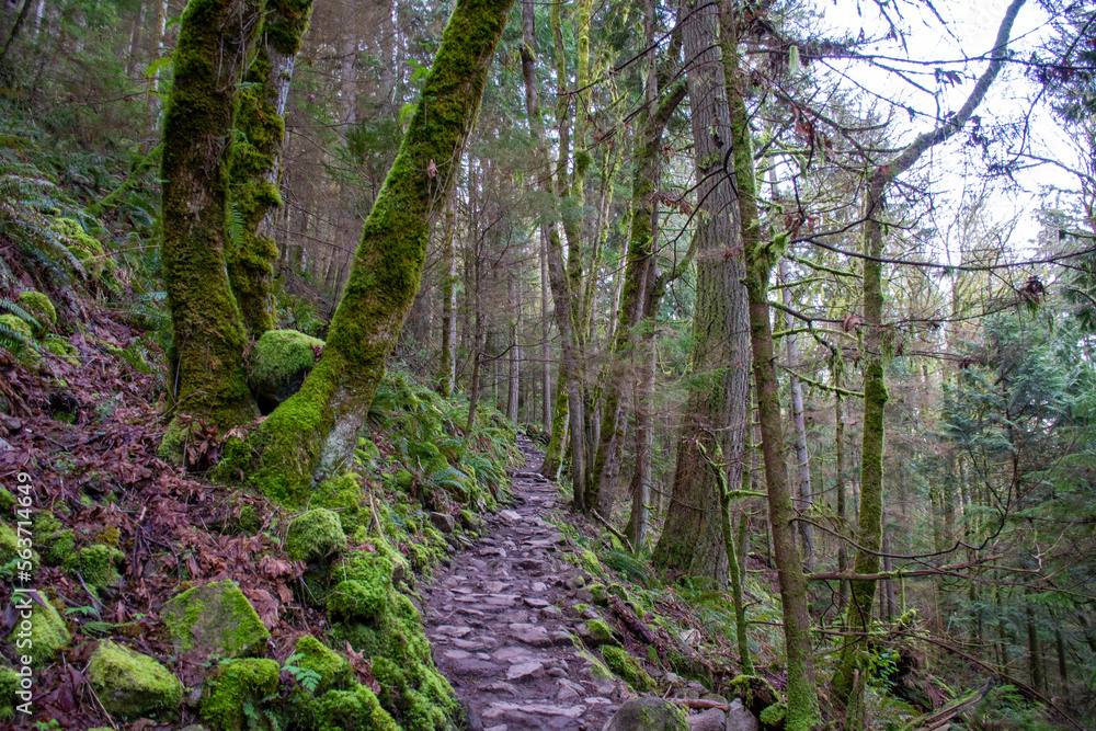 Fototapeta premium A Rocky, Mossy Pacific Northwest Trail 