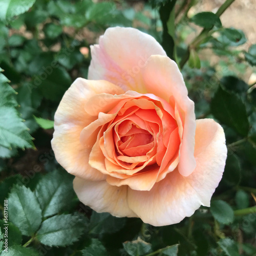 Peach Rose in Garden