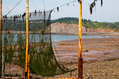 The Minas Basin at mid-tide exposes the algae-covered net of a fishing weir. photo